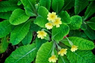 The humble little cowslip, harbinger of Spring